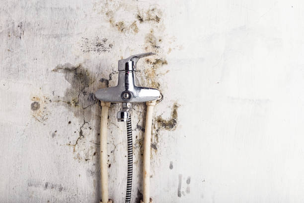 Best Best Mold Removal Companies  in North Barrington, IL