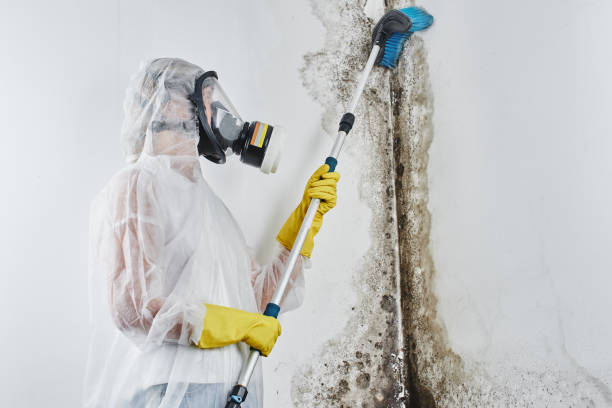Mold Removal Process in North Barrington, IL