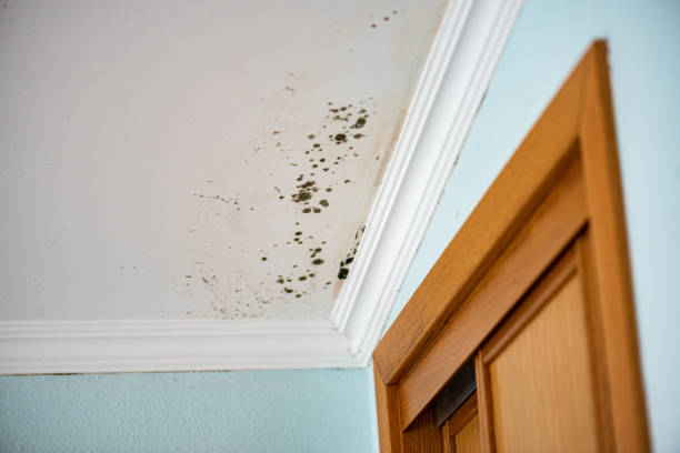Office Mold Removal Services in North Barrington, IL