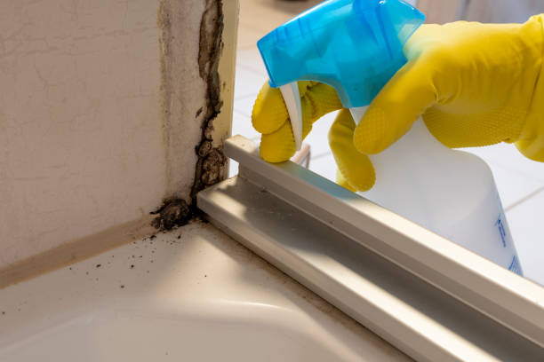 Best Attic Mold Removal  in North Barrington, IL
