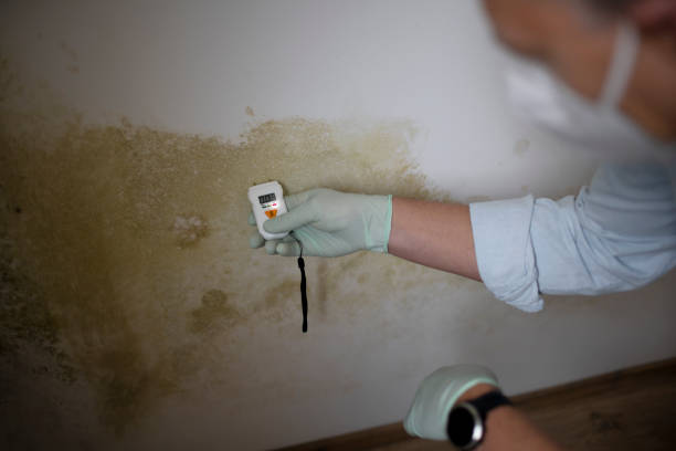 Best Office Mold Removal Services  in North Barrington, IL
