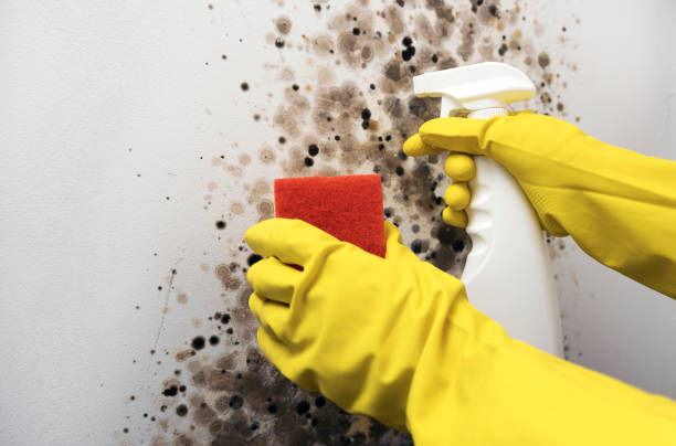 Best Toxic Mold Removal  in North Barrington, IL
