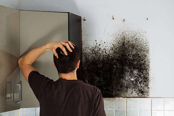 Best Black Mold Removal  in North Barrington, IL