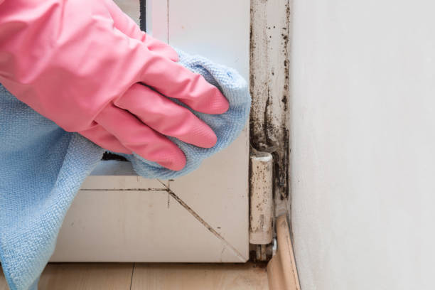 Best Fast Mold Removal  in North Barrington, IL