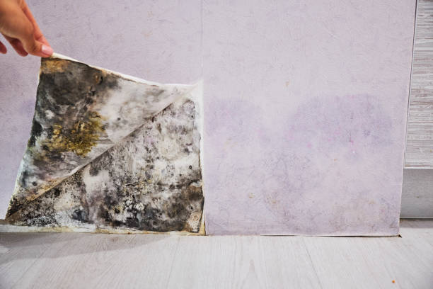 Best Mold Removal Company Near Me  in North Barrington, IL